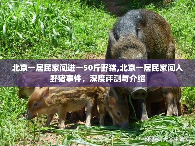 北京居民家野猪闯入事件，深度评测与介绍