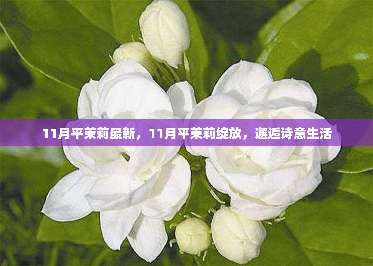 11月平茉莉绽放，诗意生活的邂逅