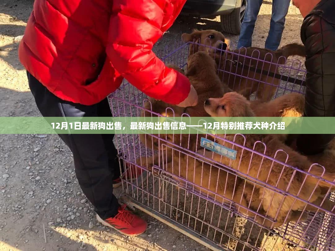 12月最新犬种推荐，精选狗狗出售信息与品种介绍