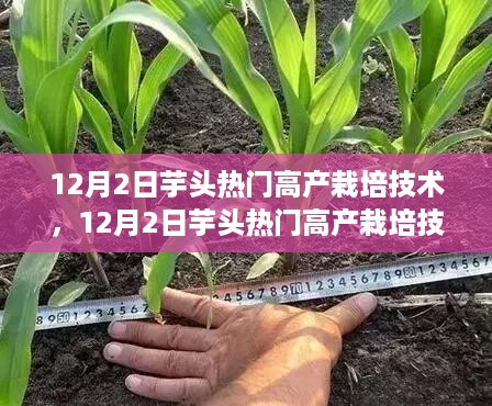 芋头高产栽培技术的探讨与实践，观点阐述与解析