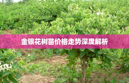 金银花树苗价格走势深度解析