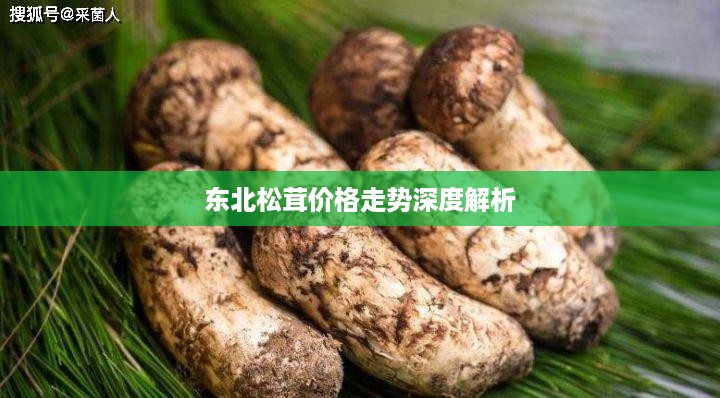 东北松茸价格走势深度解析