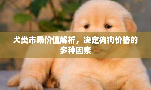 犬类市场价值解析，决定狗狗价格的多种因素