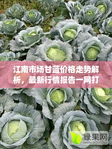 江南市场甘蓝价格走势解析，最新行情报告一网打尽！