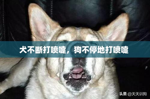 犬不断打喷嚏，狗不停地打喷嚏 